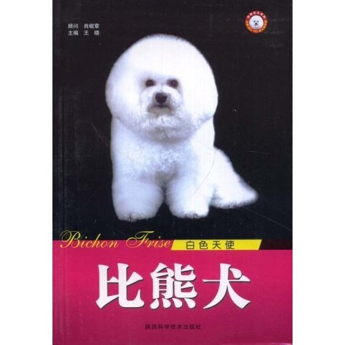 白色天使：比熊犬