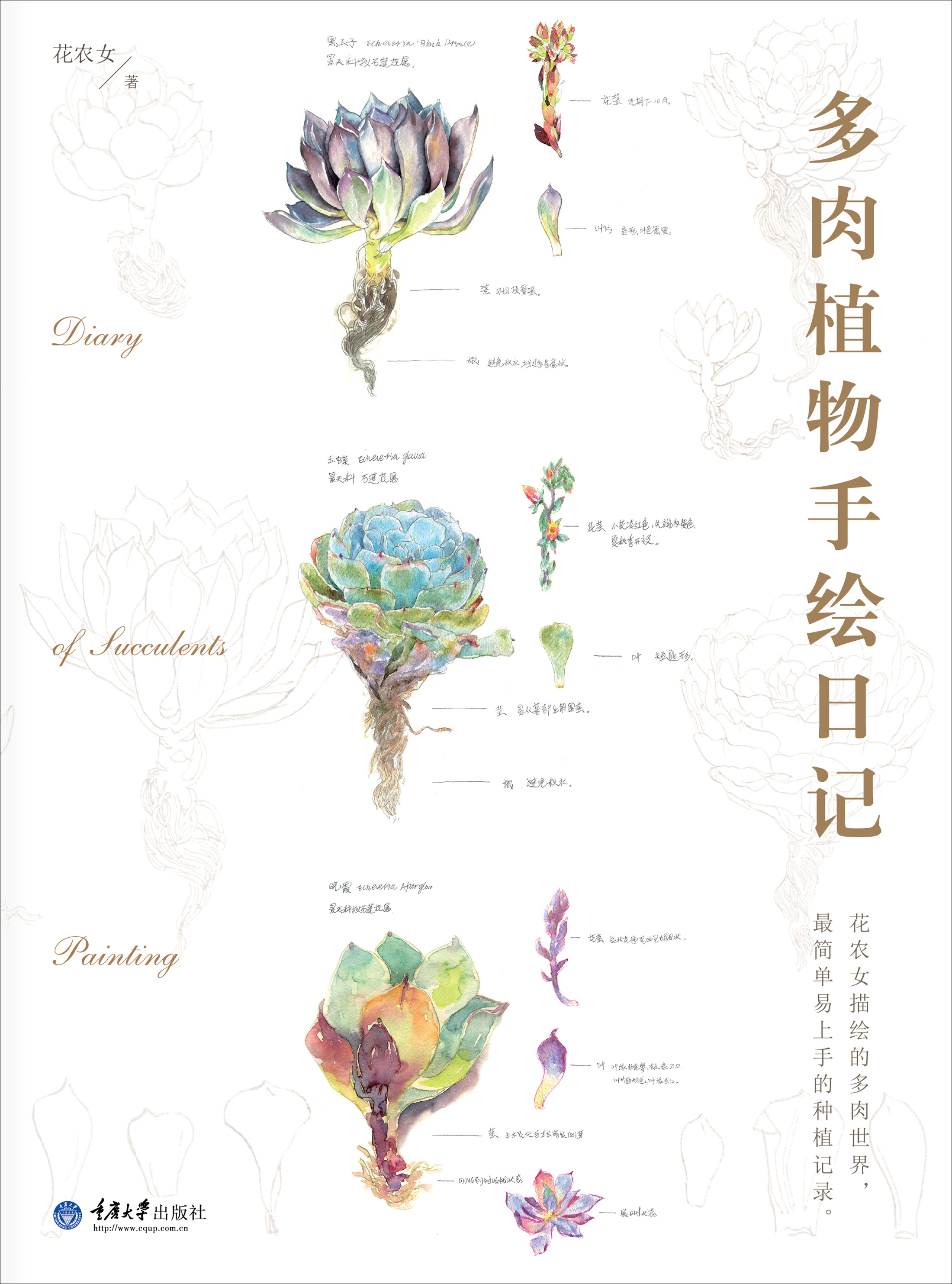 多肉植物手绘日记