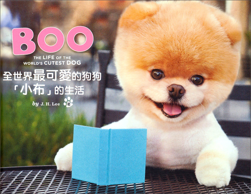boo全世界最可愛的狗狗「小布」的生活