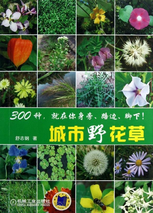城市野花草