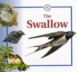 【预订】the swallow