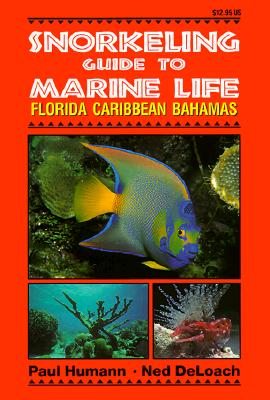 Snorkeling Guide to Marine Life: