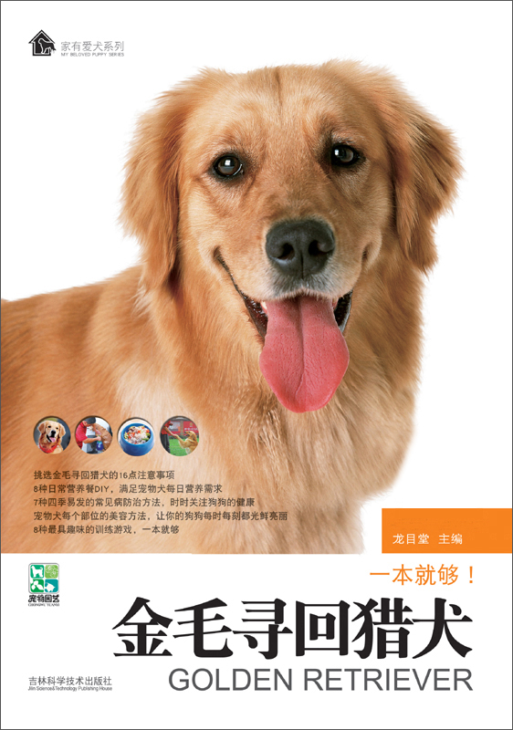 金毛寻回犬好养吗 金毛寻回犬的优点和缺点