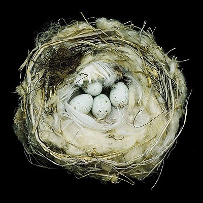 【预订】nests: fifty nests and the birds that