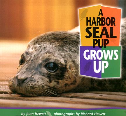 【预订】a harbor seal pup grows up