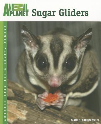 Sugar Gliders