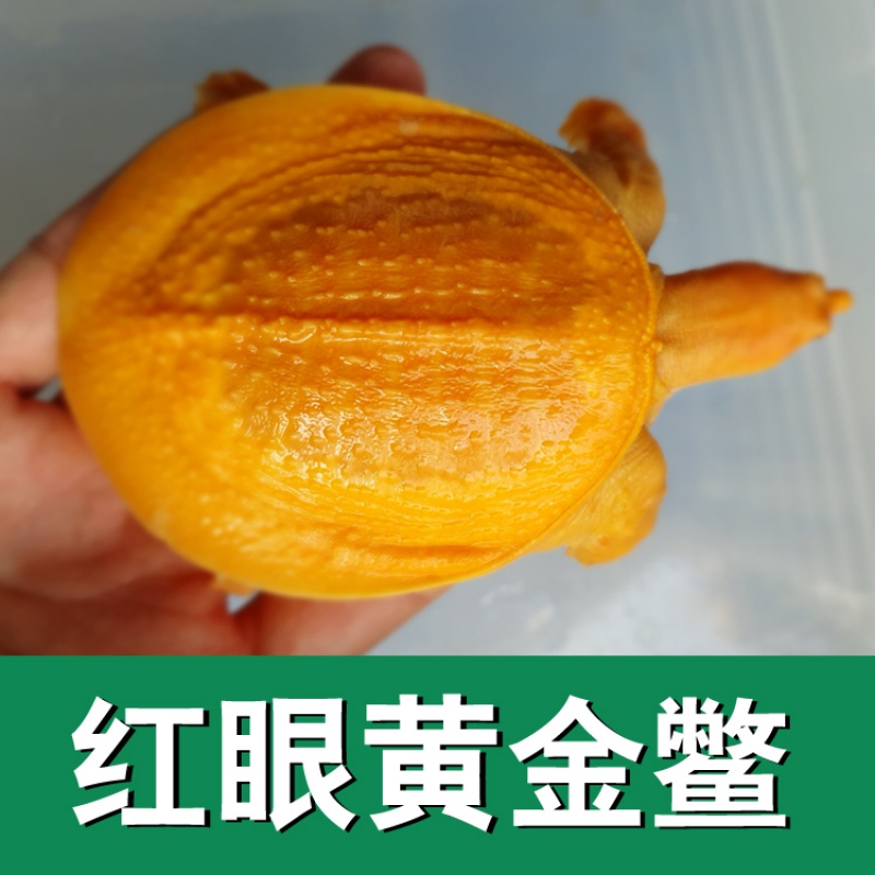 红眼白化鳖变异鳖变异王八甲鱼苗黄金甲鱼山瑞黄金鳖苗珍珠鳖 黄金鳖5-6厘米(背甲)