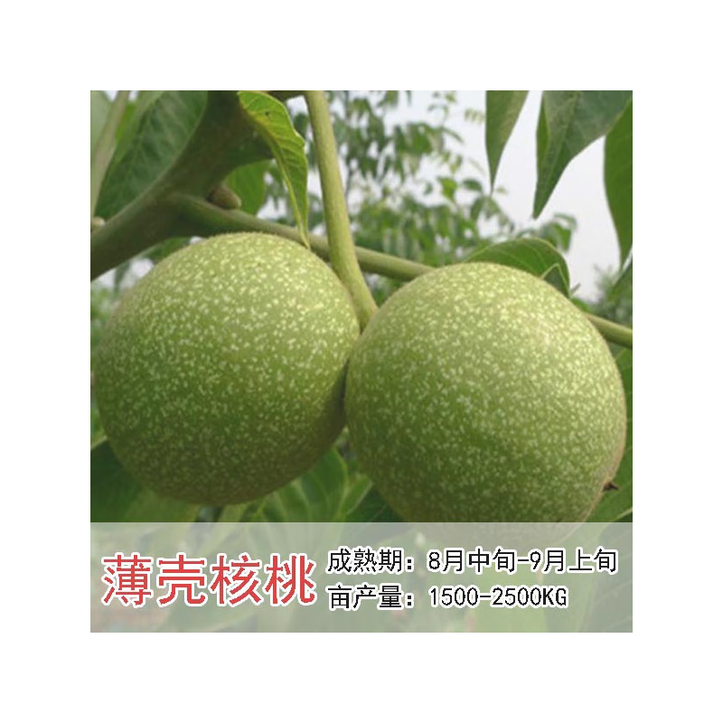 核桃苗 文玩核桃树苗盆栽地栽南北方种植山核桃苗8518薄壳纸皮当年