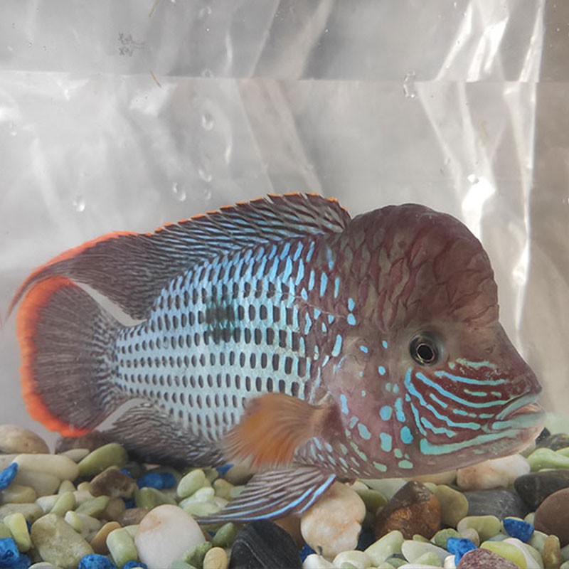 活体宠物水族热带鱼观赏鱼活体 玉面红尾皇冠中大型鱼混养群体鱼龙鱼