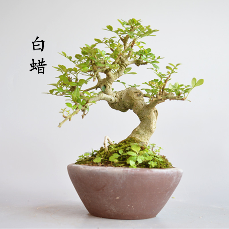 对节白蜡盆景老桩盆栽白皮微型掌上桌面熟桩矮霸绿植带盆栽好 造型