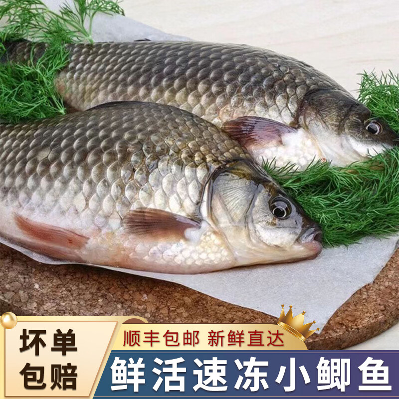 比里德斯 鲫鱼新鲜活体现杀冷冻煲汤小鲫鱼淡水鱼类生鲜 小号鲫鱼每斤