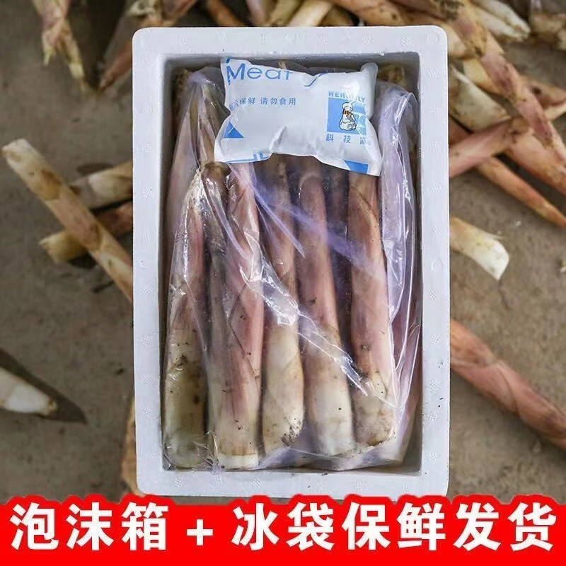 松林美果现挖现发四川蒲江明月村雷竹笋春笋加冰袋保鲜 净重4.5斤装（单根100g起）