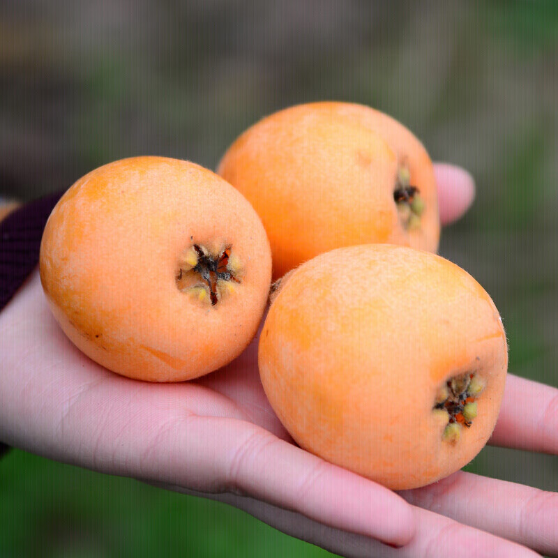 皓谦四川攀枝花米易五星枇杷新鲜水果当季 1000g