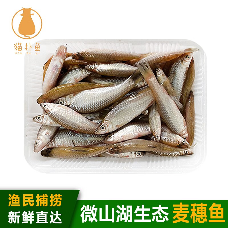 猫扑鱼（mao pu yu） 微山湖生态小麦穗鱼 罗汉鱼  肉柱鱼  渔民捕获 麦穗鱼3斤装（3cm以上规格）