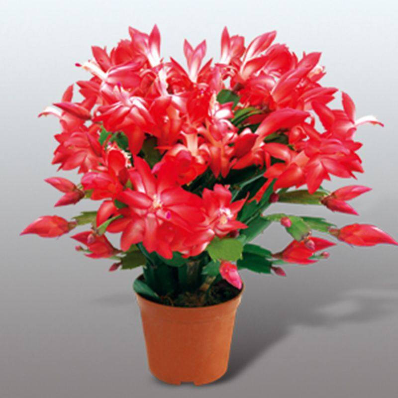 3,蟹爪兰大苗带土发货盆栽蟹爪兰花苗蟹爪兰盆栽蟹爪花兰带花发货 红