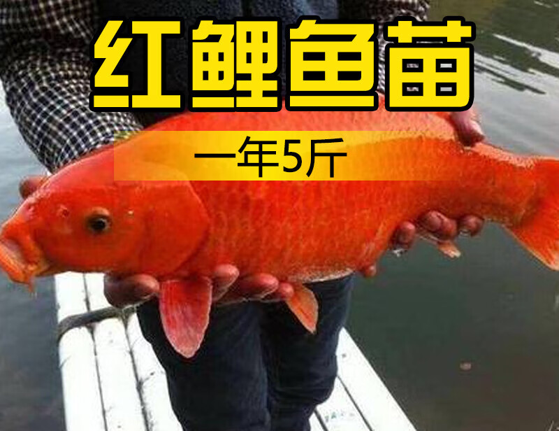 稻田红鲤鱼螺蛳青鱼鲫鱼草鱼冷水活体路亚翘嘴淡水养殖食用观赏 红