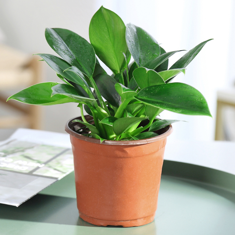 植淓缘金钻盆栽蔓绿绒红钻大叶花卉植物四季常青办公室客厅桌面盆景