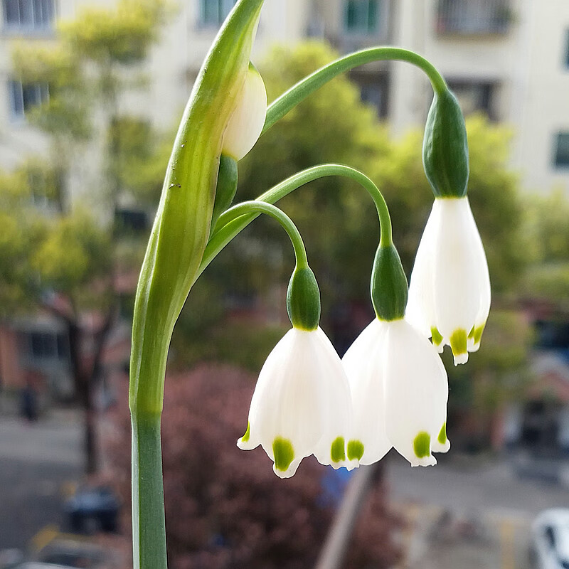 花种球进口雪片莲盆栽雪滴花四季花卉当年开花百合多年生 雪片莲 绿莲