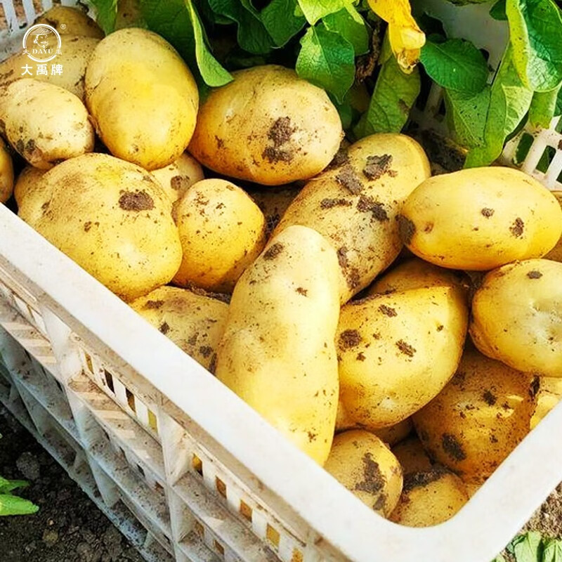(黄金薯)土豆种子10斤