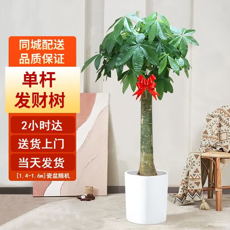 Only you【两小时达】发财树大型绿植花卉室内客厅办公室开业乔迁送礼 单杆发财树怎么看?