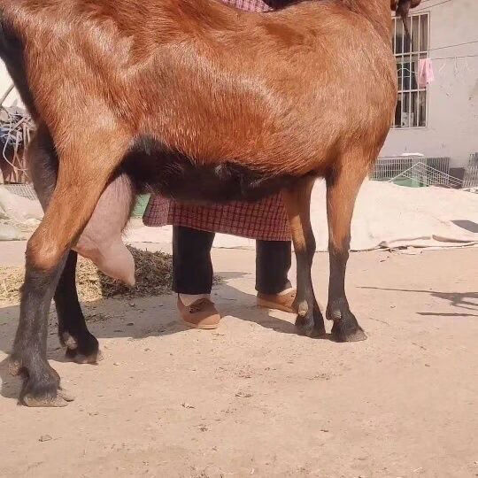 红鹿奶山羊纯种红鹿奶山羊头胎怀孕母羊高产奶山羊红鹿奶山羊羊羔 奶