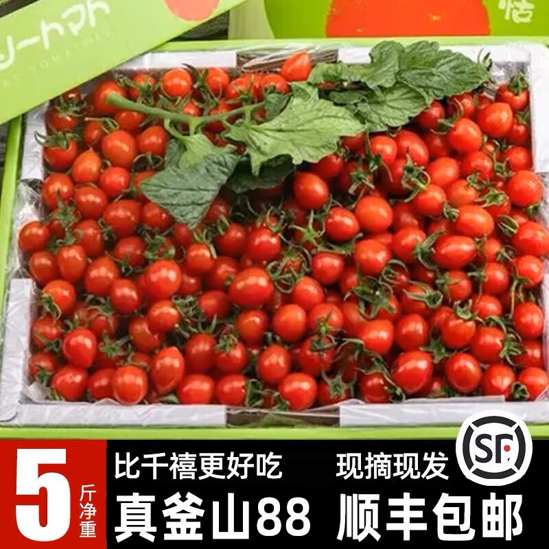 果益寿山东釜山88玲珑小番茄千禧果超甜小番茄圣女果樱桃小番茄纯甜
