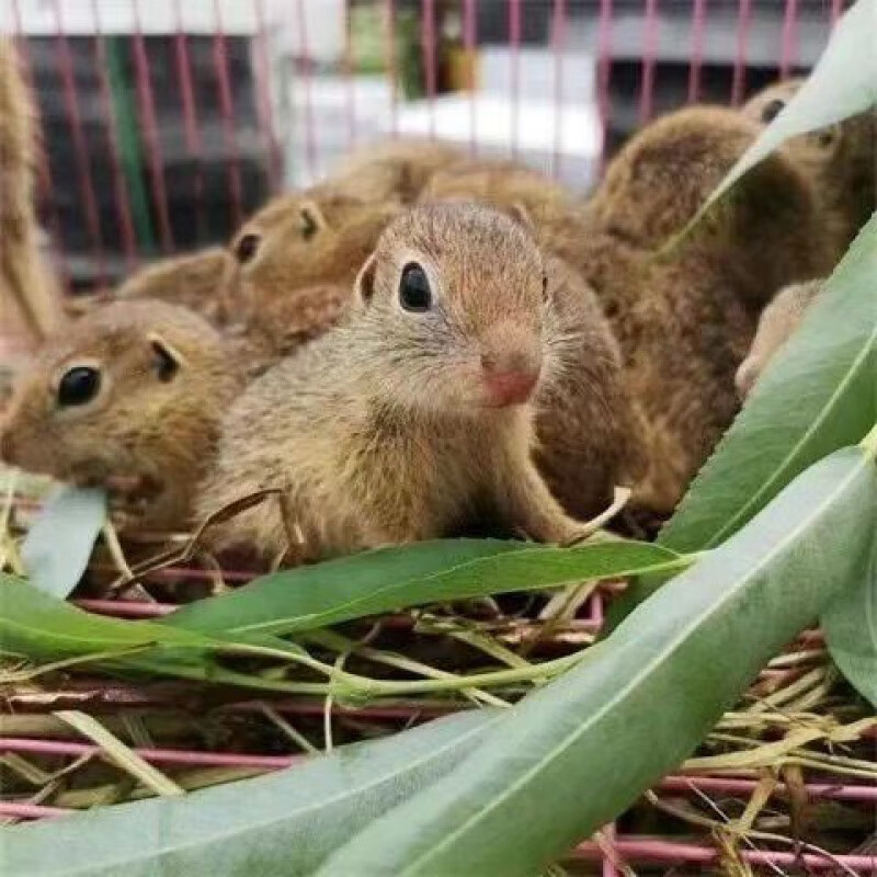 獭土拨鼠好样粘人人工养殖土拨鼠活物幼崽 迷你土鼠公(成年2斤左右)