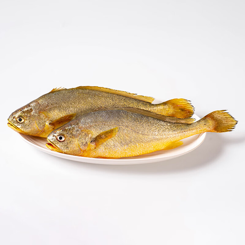 黄小渔冰鲜宁德黄花鱼 大黄鱼生鲜 鱼类新鲜水产海鲜海鱼源头直发 BAP认证冰鲜大黄鱼400g/条*3