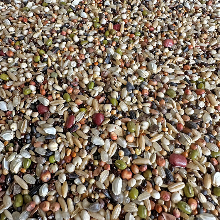 颂呵梵虹弦见魔鬼饲料鸽粮鸽子饲料鸽子食物饲料营养斑鸠幼鸽信鸽赛鸽