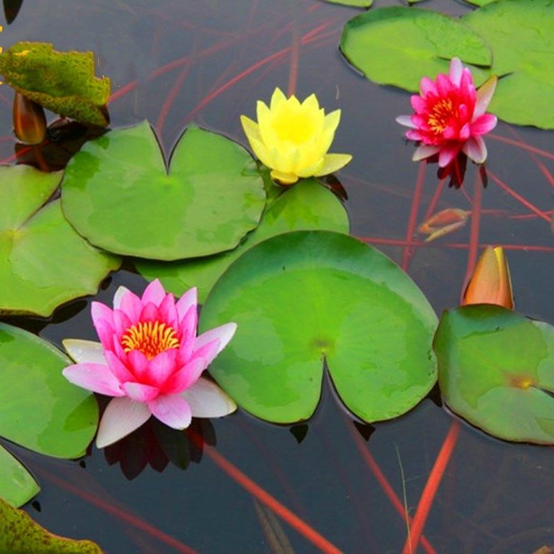 【精品绿植】四季盆栽睡莲水培水生植物大睡莲花根块庭院池塘水池鱼缸