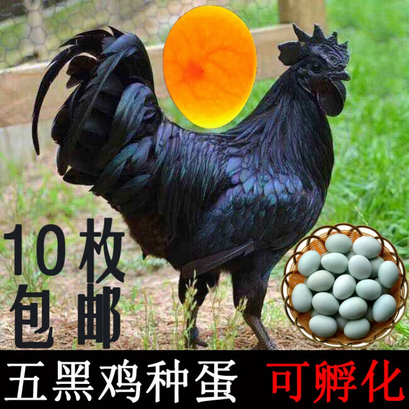 姬卉原种五黑鸡种蛋可孵化纯种五黑一绿乌骨鸡受精蛋五黑凤乌鸡蛋