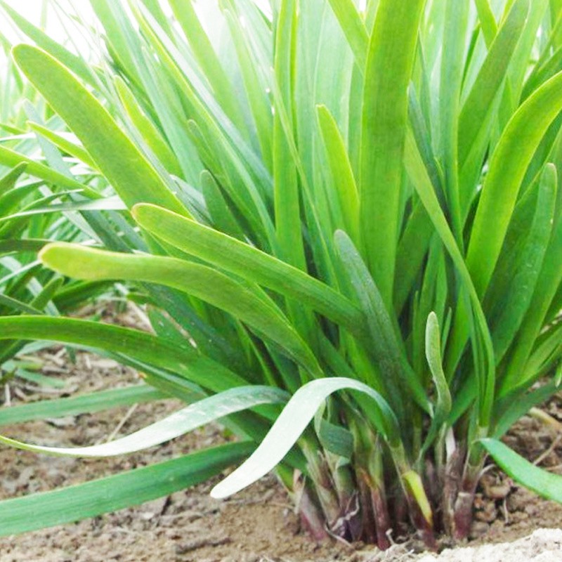 韭菜种子韭菜种籽抗寒性强四季春季阳台盆栽蔬菜种孑 独根红韭菜250克