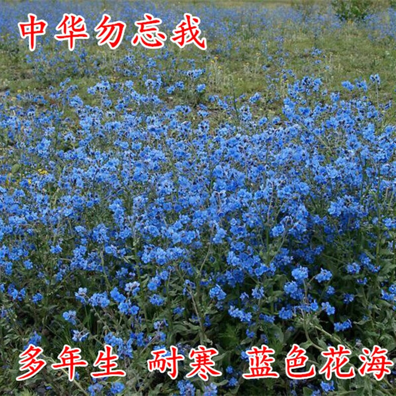 秋播耐寒盆栽勿忘草草子蓝色花海中国勿忘我倒提壶 勿忘我种子1000粒