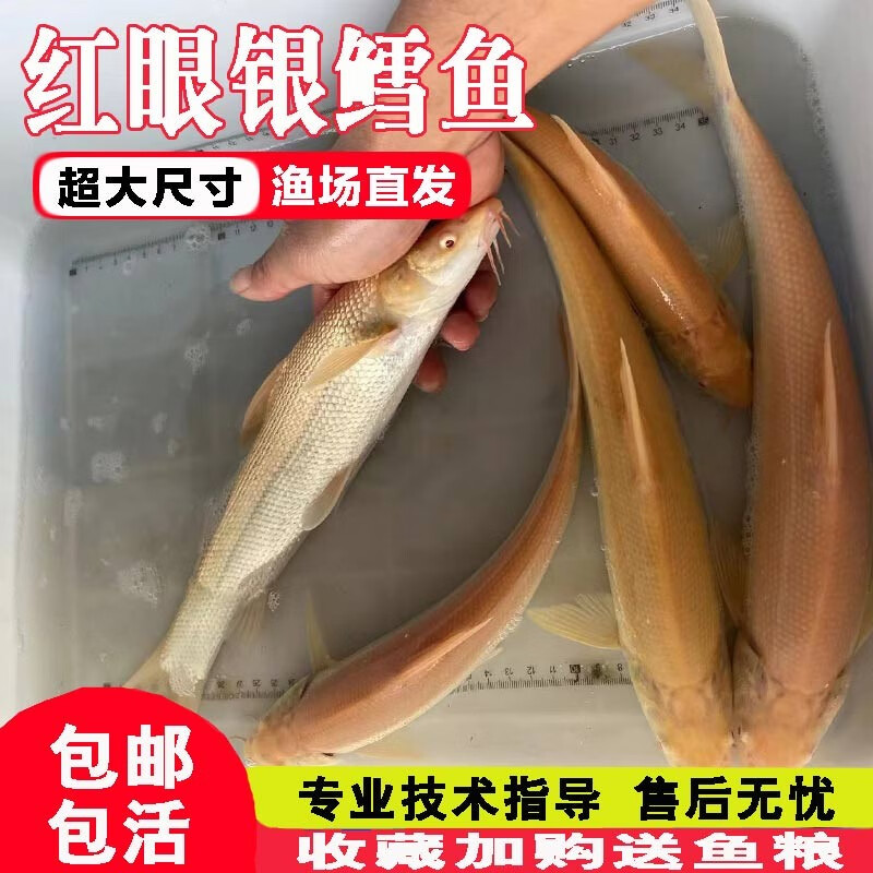 红眼鳕鱼苗观赏鱼淡水养殖食用食用红眼招财白子鳕鱼金丝银鳕鱼苗 1条