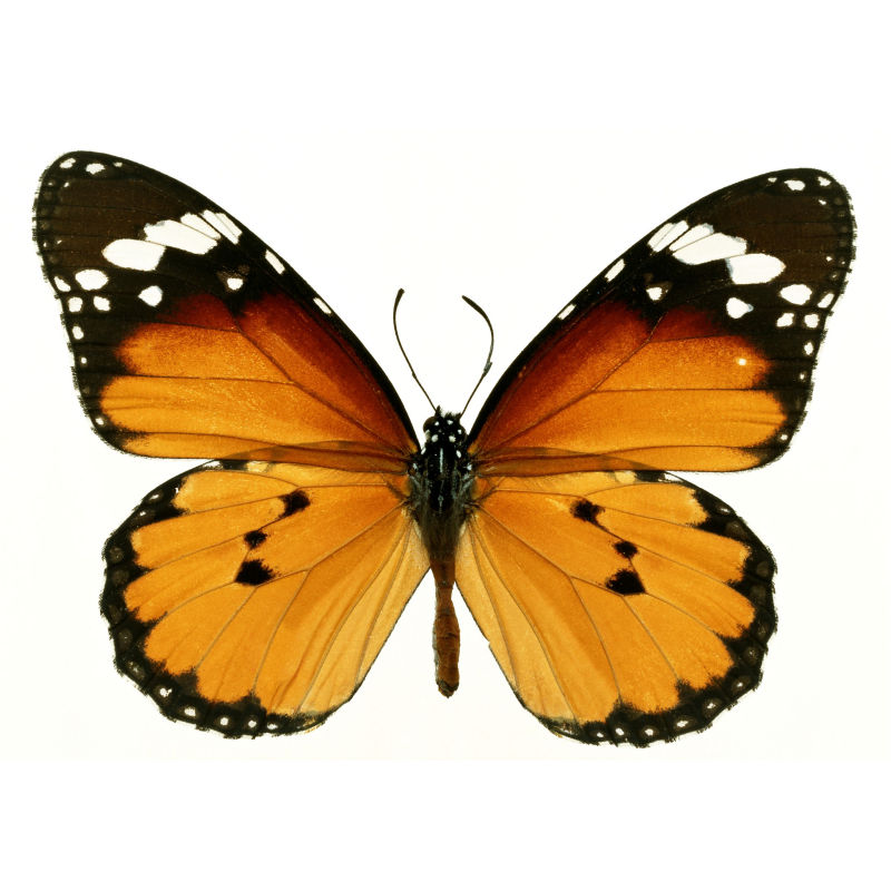 溥畔天然真蝴蝶标本昆虫标本教具教学标本diy展翅蝴蝶自封袋装可拿出