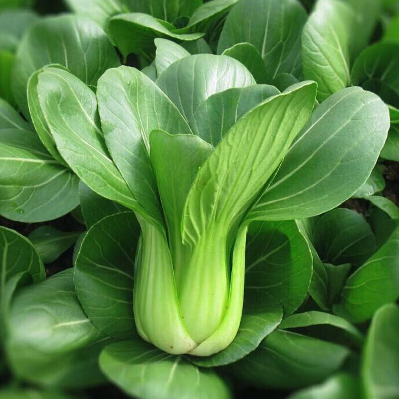 农之子小白菜种子老品种四季上海青秋冬阳台种植罐装批发 正宗上海青