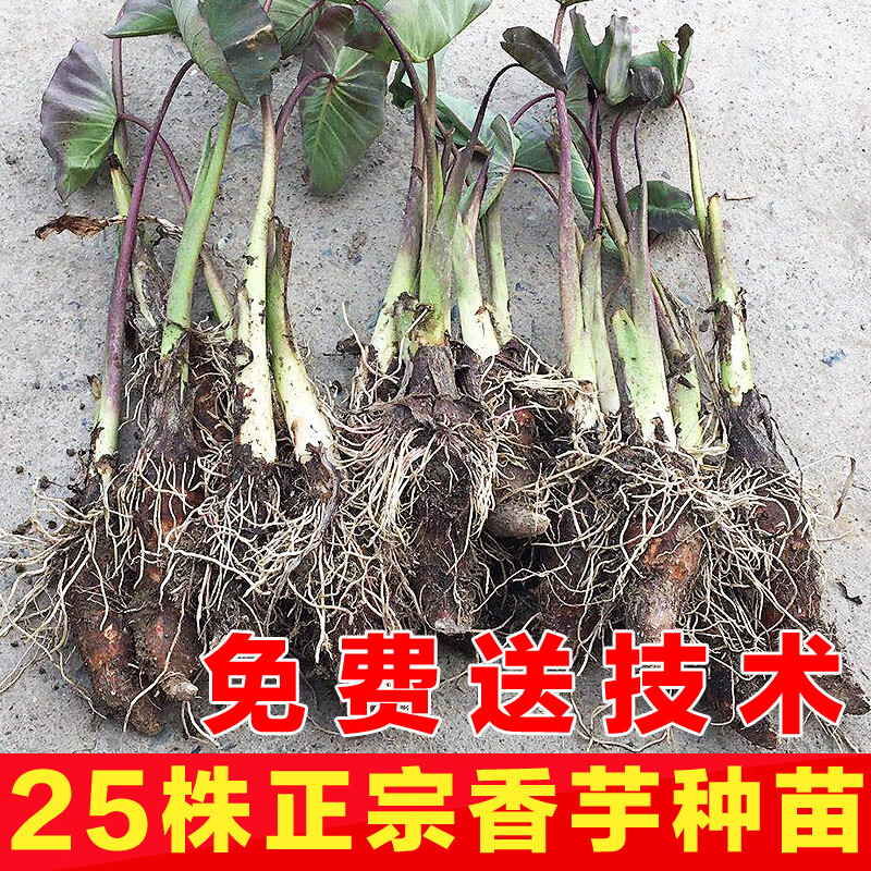 花姬现挖乐昌张溪炮弹香芋种子 新鲜芋头种苗 蔬菜种 10棵