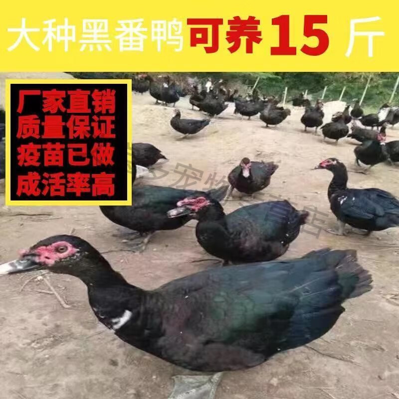 大种黑番鸭可养15斤 30只鸭苗(全部包活公母备注)
