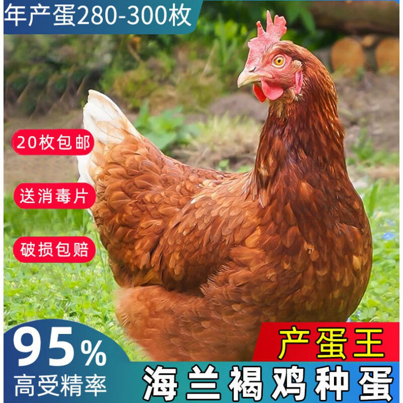 新宠之康oimg海兰褐下蛋鸡种蛋受精蛋可孵化土蛋鸡活苗活鸡高产种蛋王