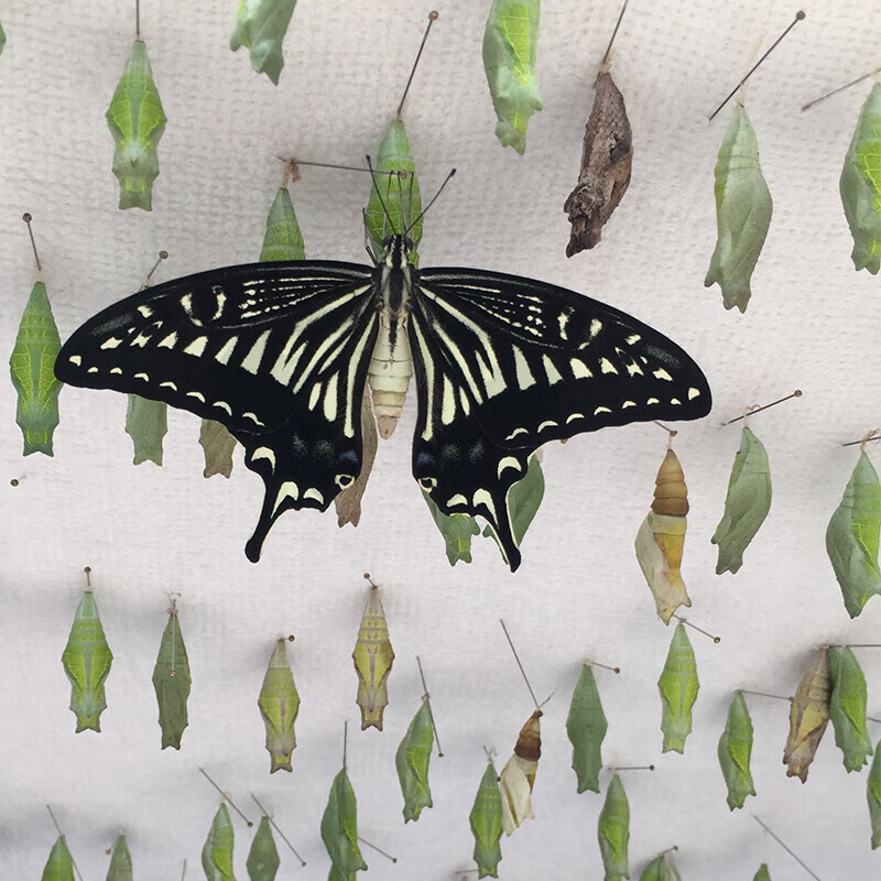 蝴蝶卵幼虫柑橘凤蝶幼虫玉带凤蝶幼虫蝴蝶卵活体蝴蝶糖宝宝蝴蝶蛹 3只