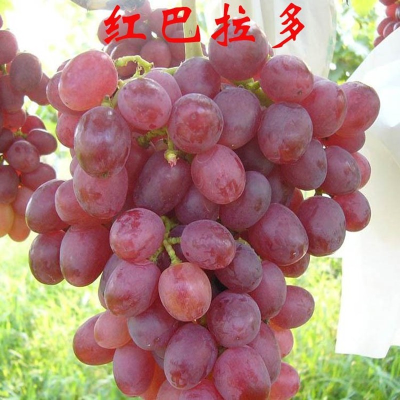 嫁接葡萄苗 庭院果树苗红巴拉多葡萄苗提子苗葡萄小苗种苗 3年壮苗