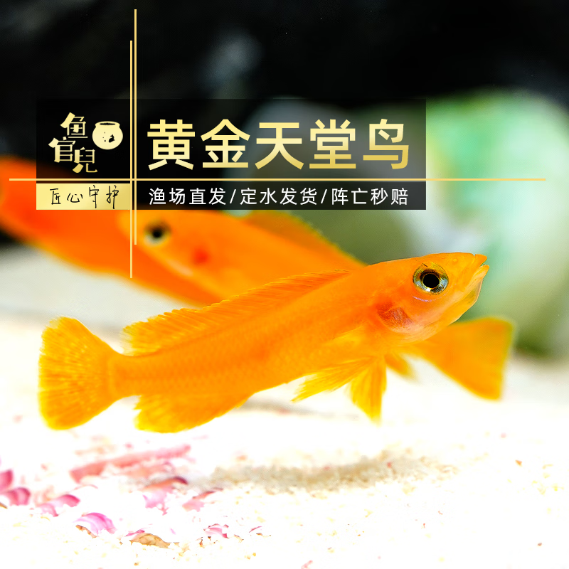 鱼官儿非洲坦鲷三湖慈鲷鱼卷贝类六间珍珠蝴蝶黄金虎黄帆天堂鸟鱼 黄金天堂鸟2条（3cm+）