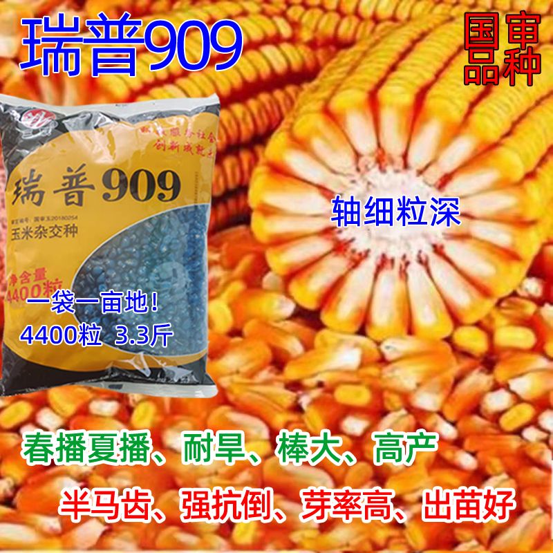国审三联瑞普909玉米种子矮杆大穗轴细春播夏播抗旱高产玉米种子 瑞普