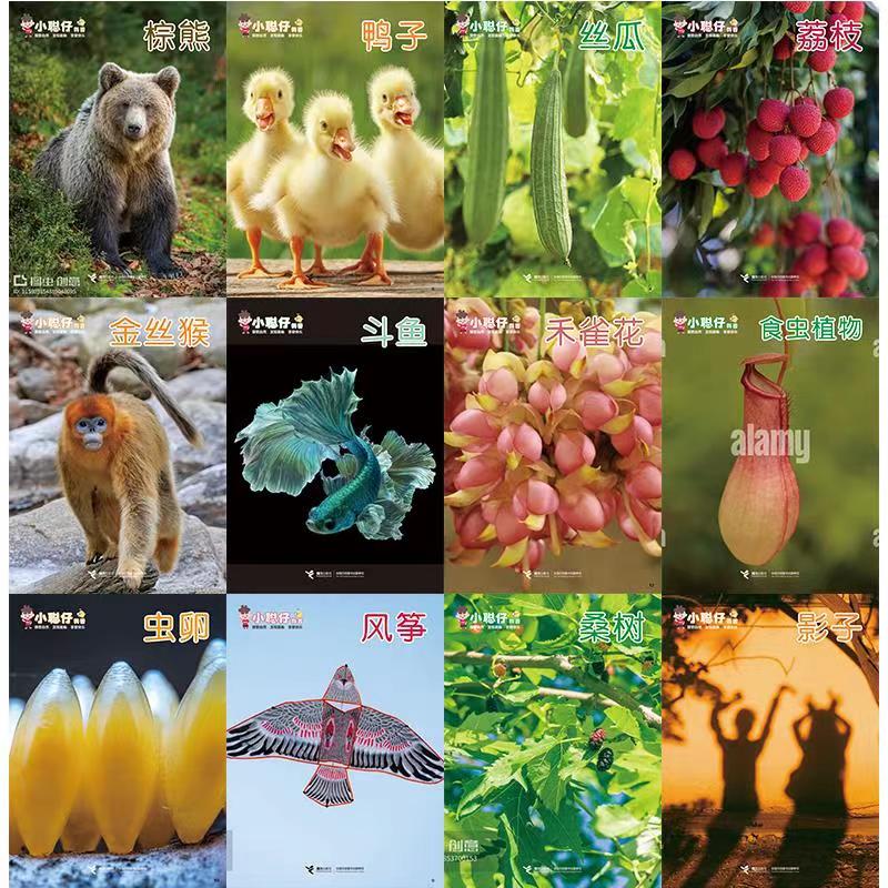 【官方直营】小聪仔2026年2025年2024年2023年2022年科普版幼儿版启蒙版合辑 1-12月份期刊杂志2-6-8岁宝宝孩子小学生启蒙认知早教亲子共读科普百科书籍预售 2024年全年科普版