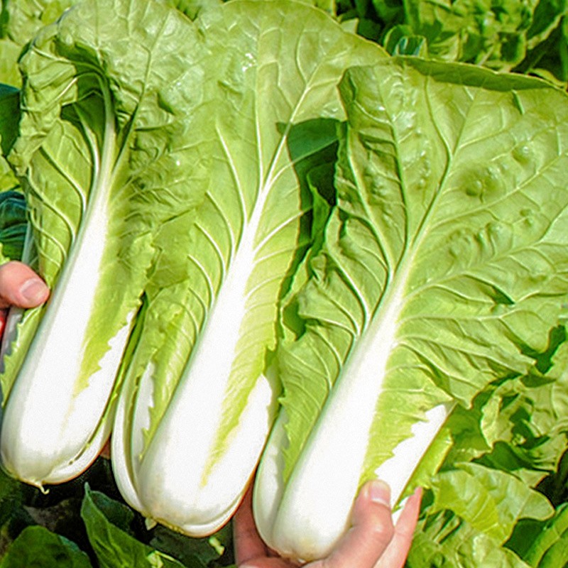 种菜记光速快菜种子小白菜种籽四季秋冬季菜籽种大全阳台盆栽农家蔬菜