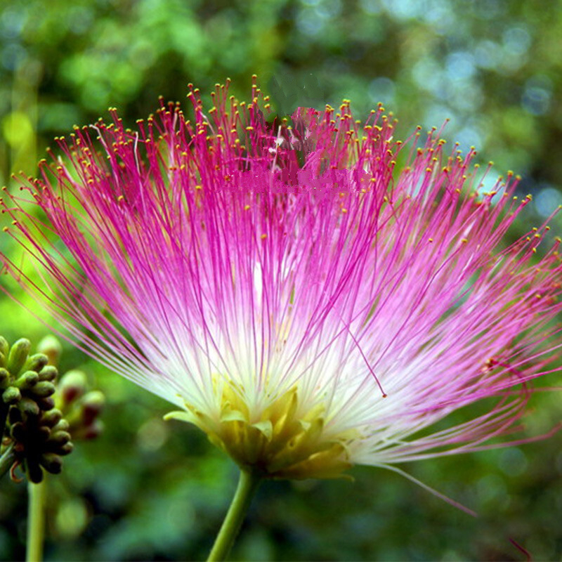 花e流合欢花树苗金合欢树银叶绒花庭院芙蓉花盆栽别墅绿化苗木花卉
