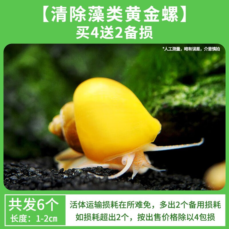 crazy plant苹果螺除藻观赏黄金螺淡水宠物鱼缸清洁工具螺清缸螺小