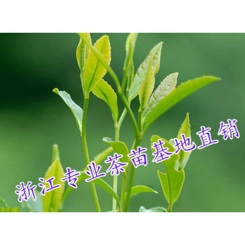 龙井茶苗 龙井茶树苗龙井43 茶叶树 一年生苗15CM 10棵起拍满18 50cm(含)-60cm(不含)