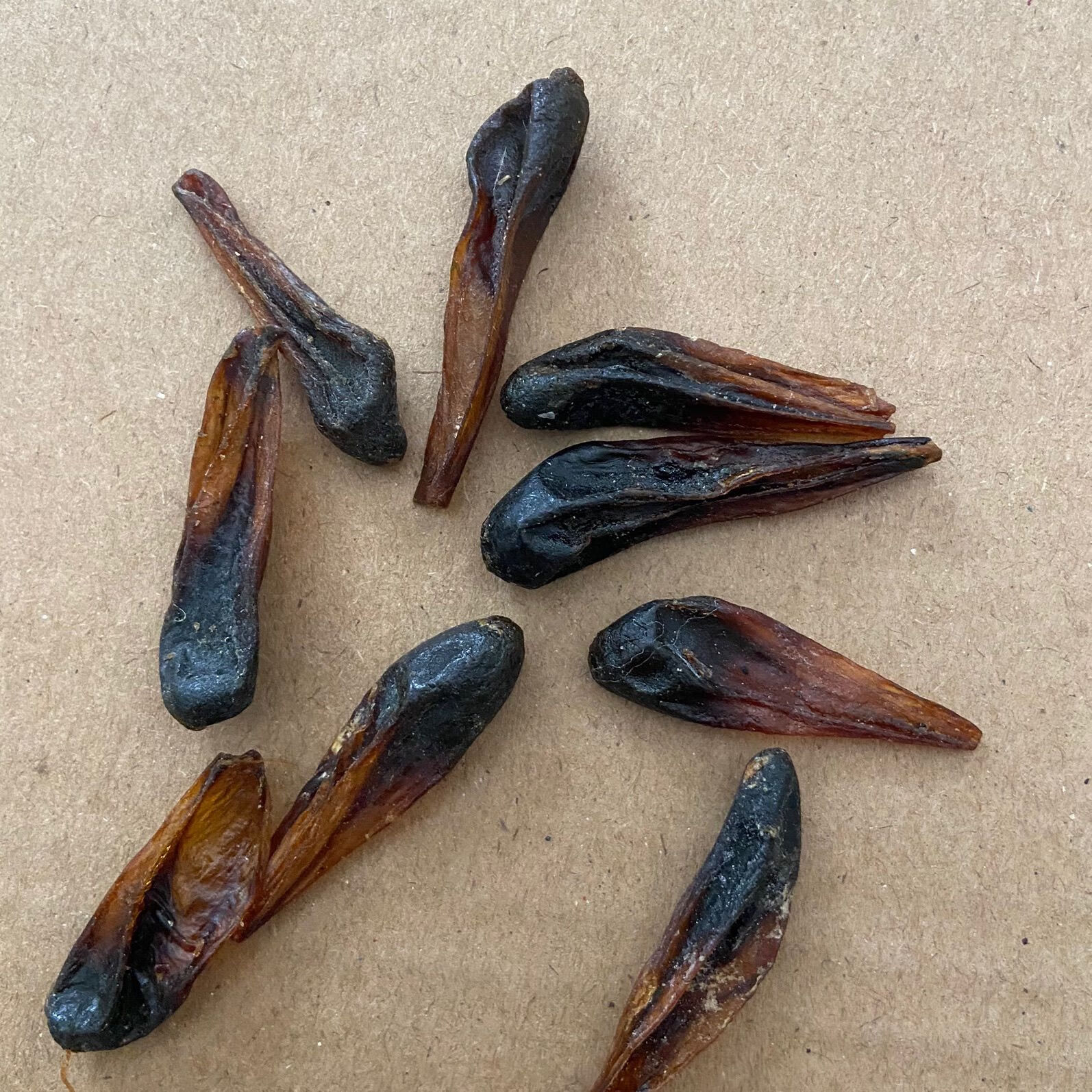 北京同仁堂正宗五步蛇胆 武夷山眼睛五步蛇胆干 蛇胆泡酒料 眼镜蛇胆5