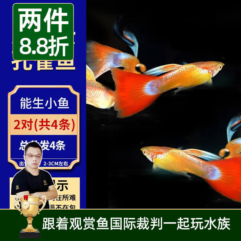 怎么看京东水族活体最低价|水族活体价格比较